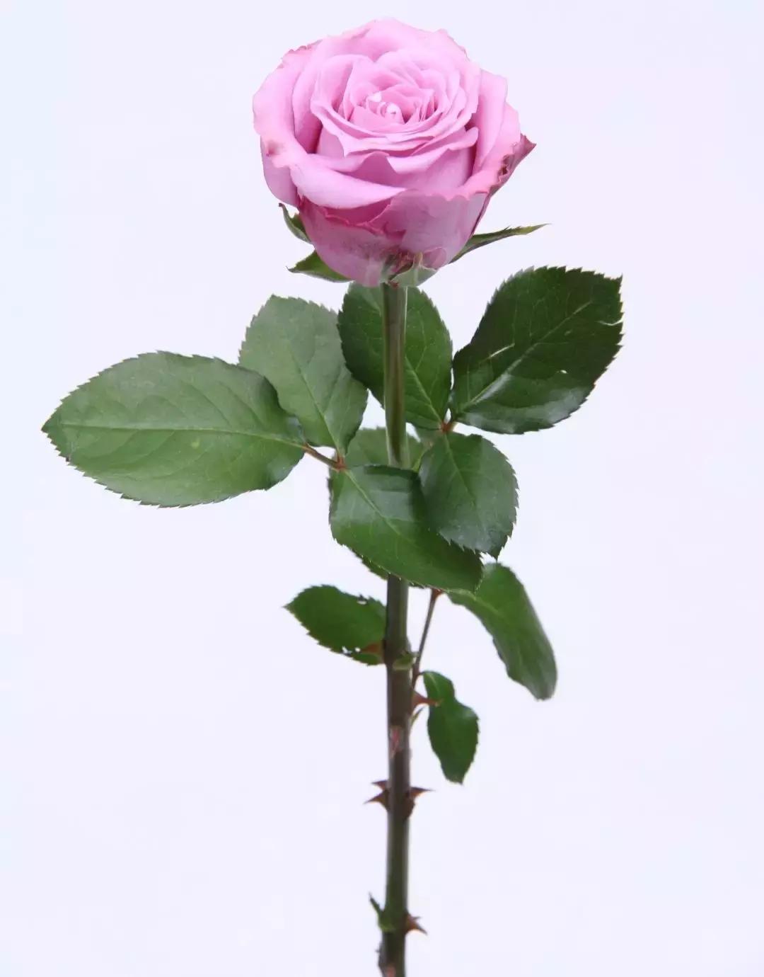 玫瑰忘记浇水干枯了怎么挽救,玫瑰蔫了用雪碧怎么补救