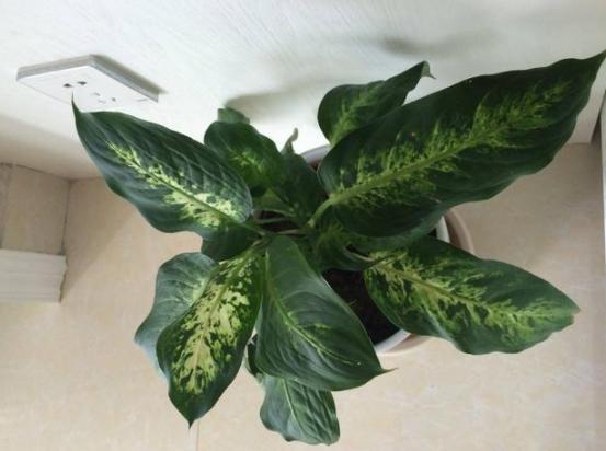 多放些绿植还能让室内充满生机,屋里养什么绿植吸收尼古丁和尘土