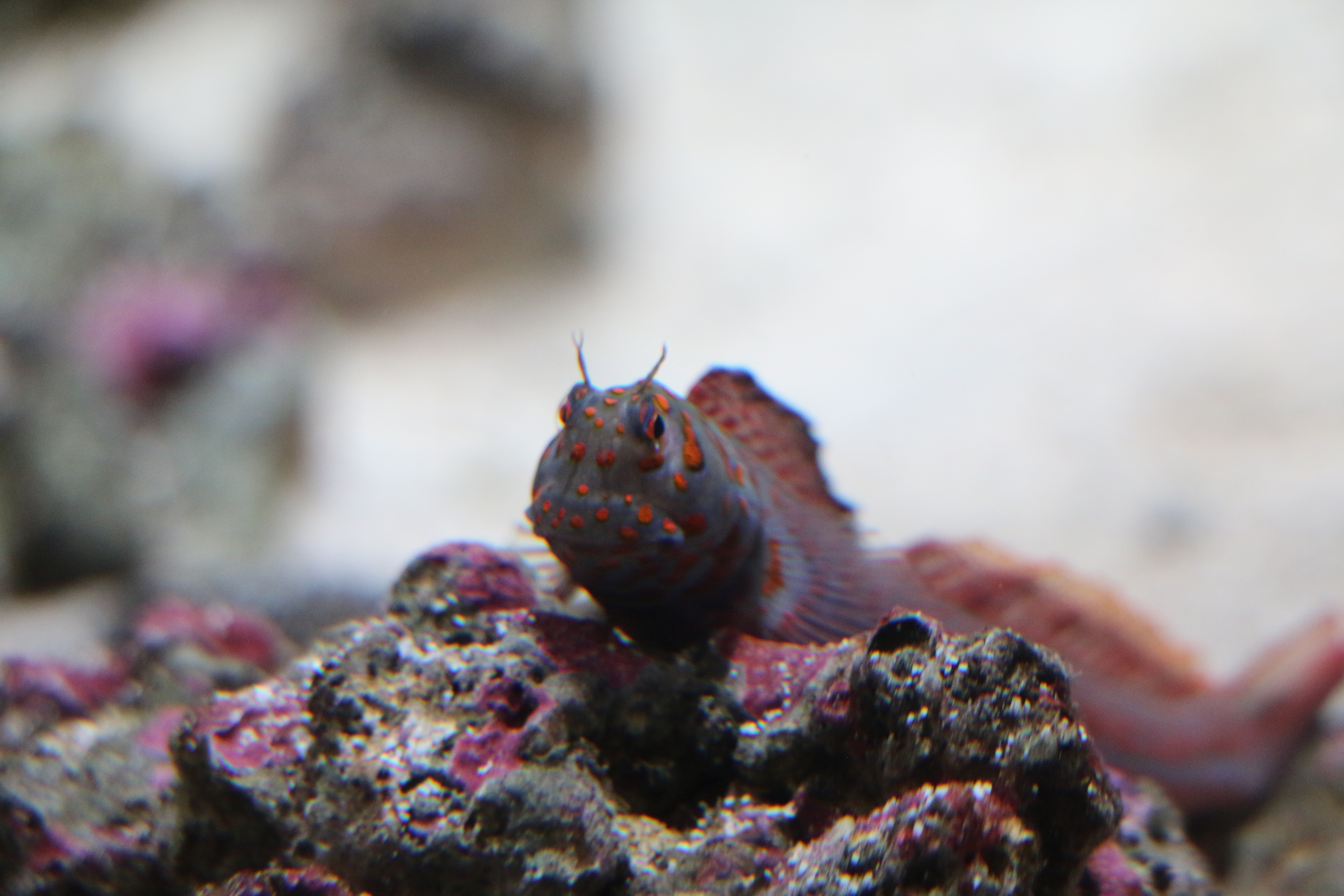 日本奈良自由行详细攻略,日本大阪京都自由行路线