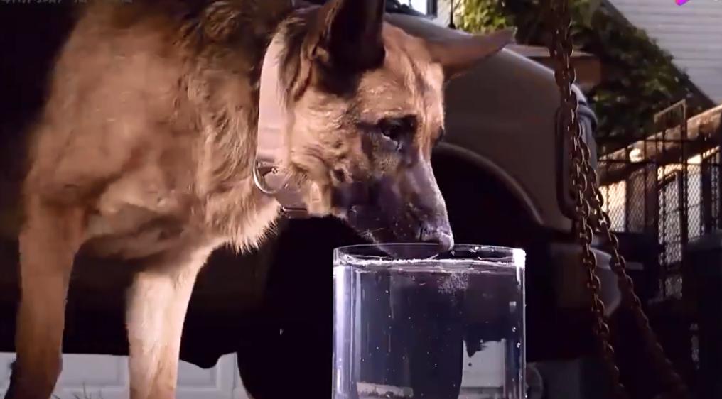 狗狗是如何用舌头喝水的,盘点狗狗各种姿势喝水