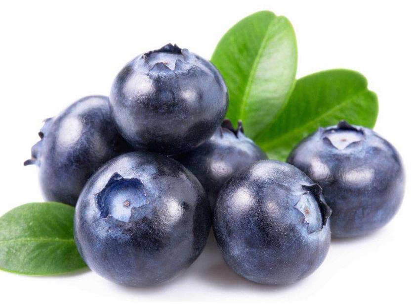 养狗必备大全,养狗宝典10天养成狗狗好习惯