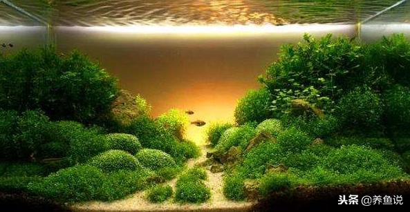 造景鱼缸最适合养的植物,鱼缸造景都适合什么鱼