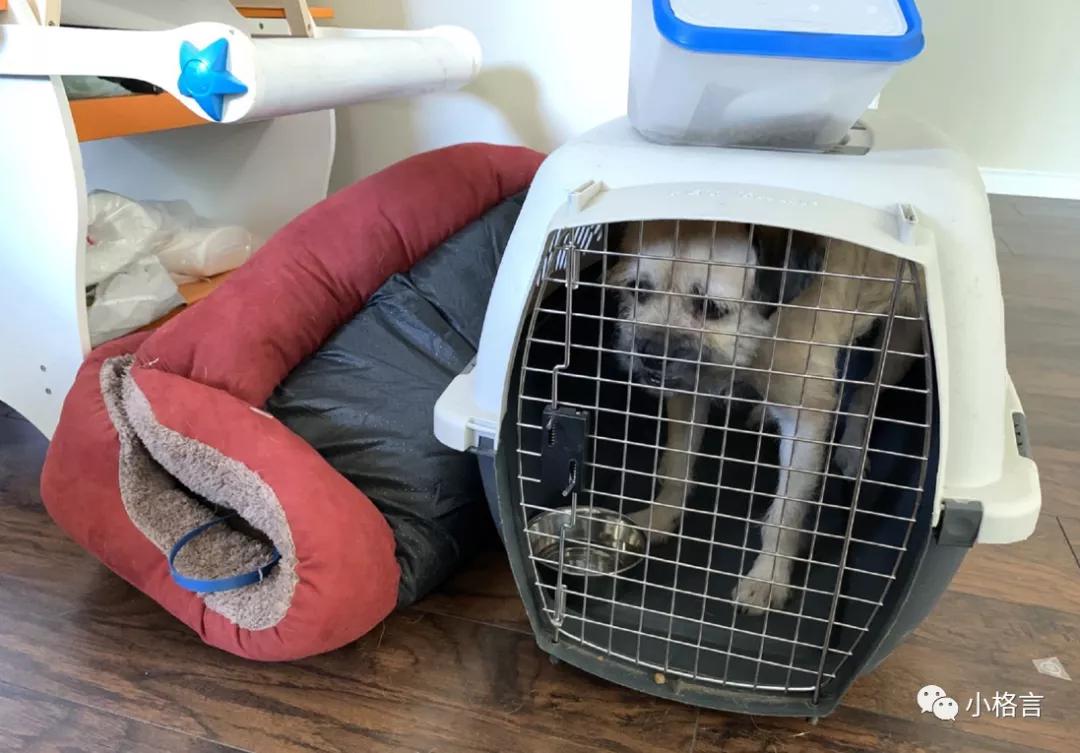 加拿大黄金首饰入境的海关规定,加拿大海关携带现金规定