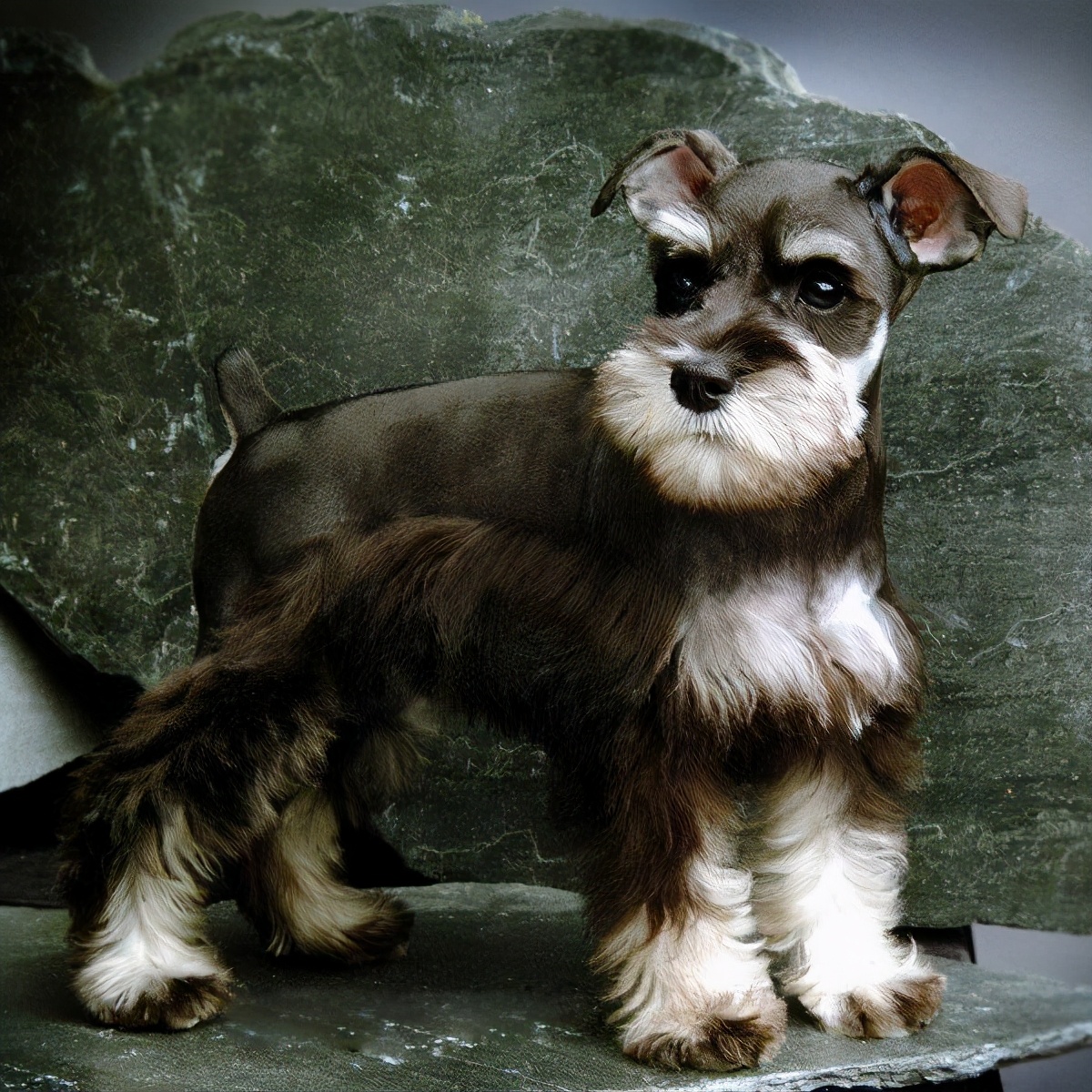 小老头雪纳瑞的缺点,小老头雪纳瑞缺点