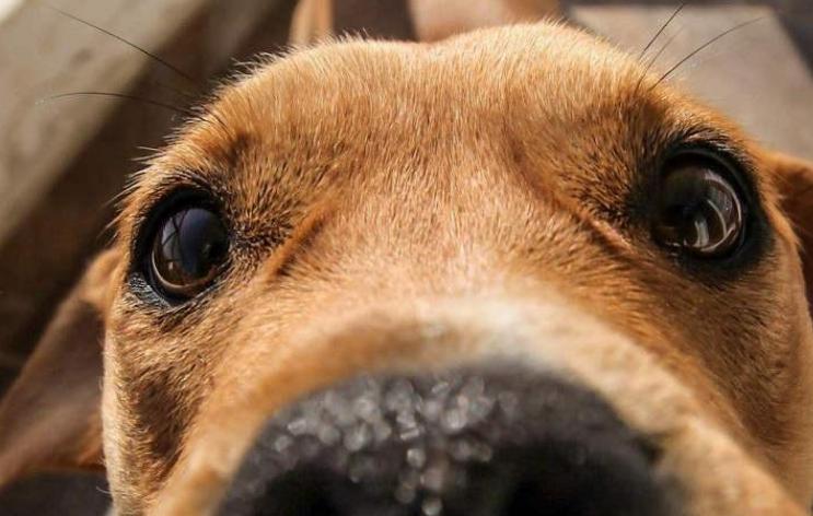 老祖宗选狗方法,挑选好狗最简单的办法