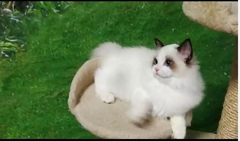 教你如何领养宠物狗,新手怎样领养野生猫