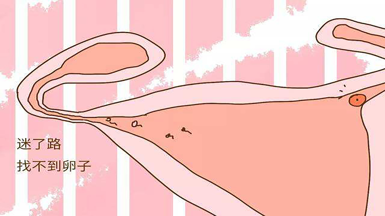 没有受孕的小蝌蚪去哪了,没有受孕的小蝌蚪去了哪里