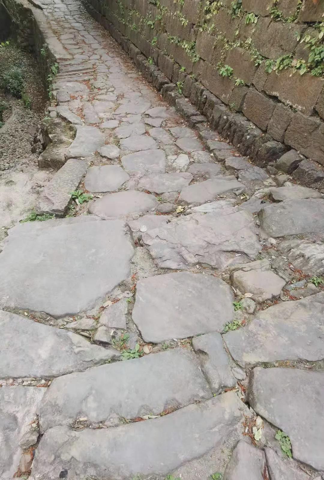 倚邦猫耳朵古树茶的口感特点,倚邦石韵茶坊猫耳朵茶