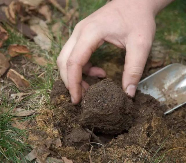 白松黑露，在丽江「上演旷世传奇」