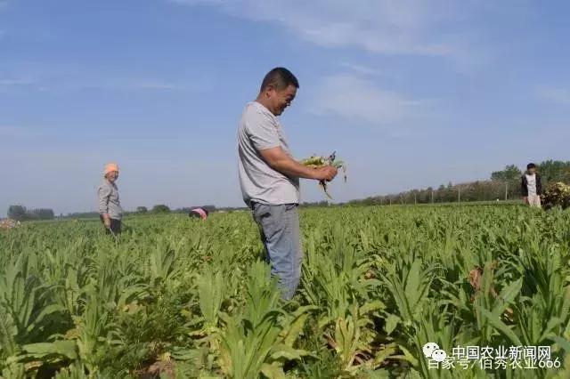 未来5年最吃香的种植业,种植业种植什么前景好