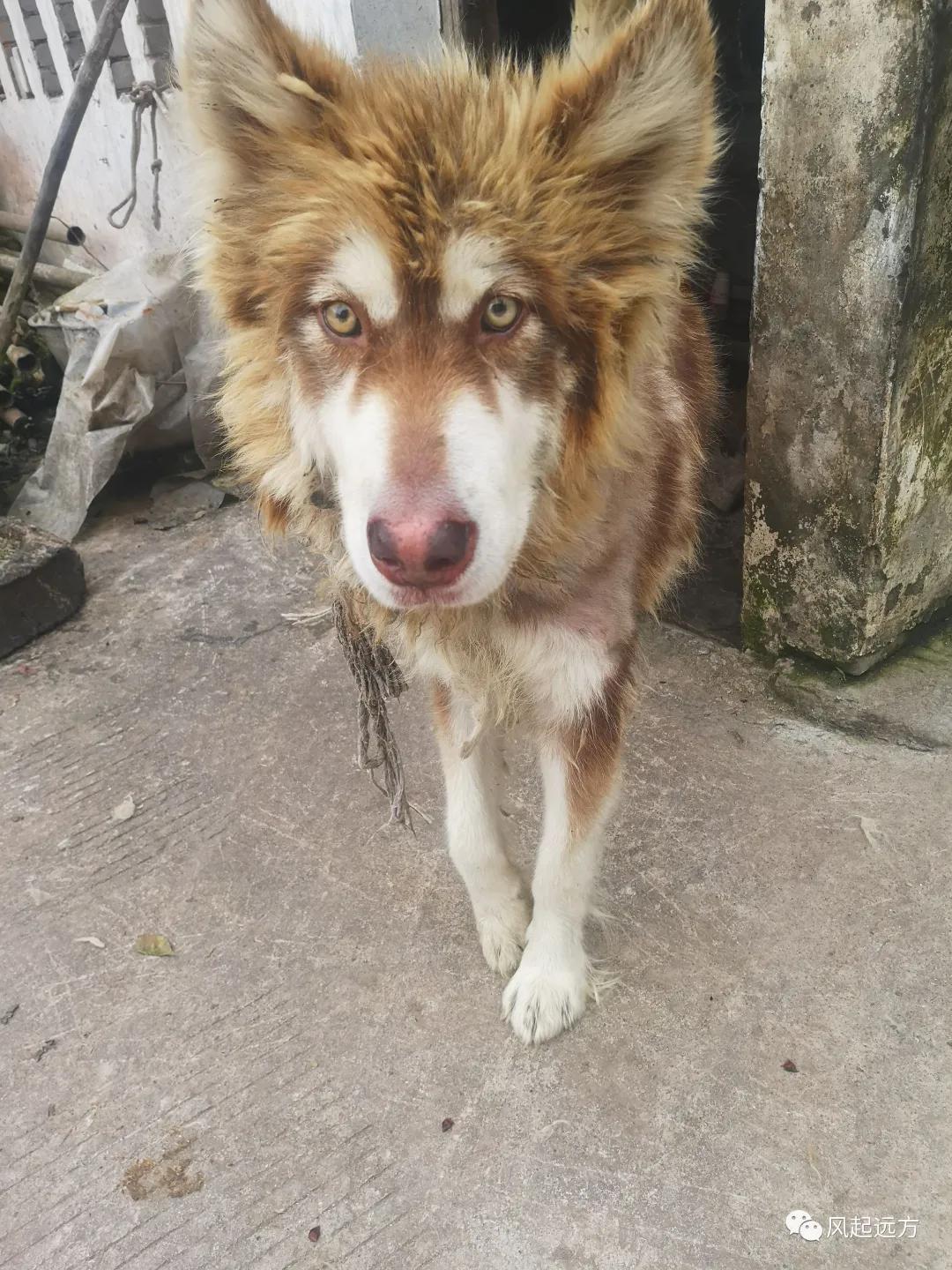 西流沱古镇游玩攻略,西行纪攻略