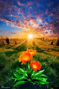 海边水中玫瑰花图片高清大图,最美山水花草倒影图片