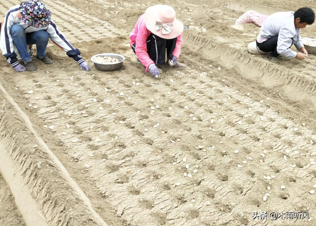 大蒜苗低于气温多少度受冻害,寒潮过后金乡大蒜冻害苗情