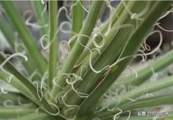 丝兰凤尾兰剑麻就是同一种植物吗,龙舌兰和剑兰的区别图片