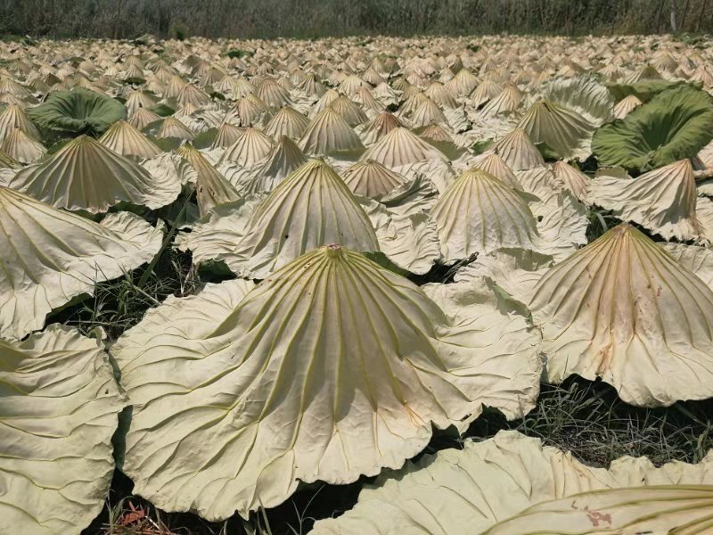 满塘荷花荷叶看着可美了,满塘莲叶荷花美不胜收