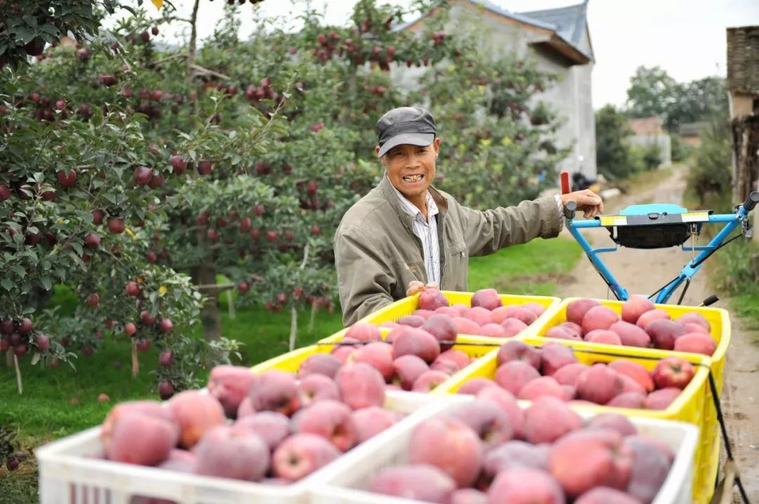 陇南市苹果代言,陇南礼县苹果代言