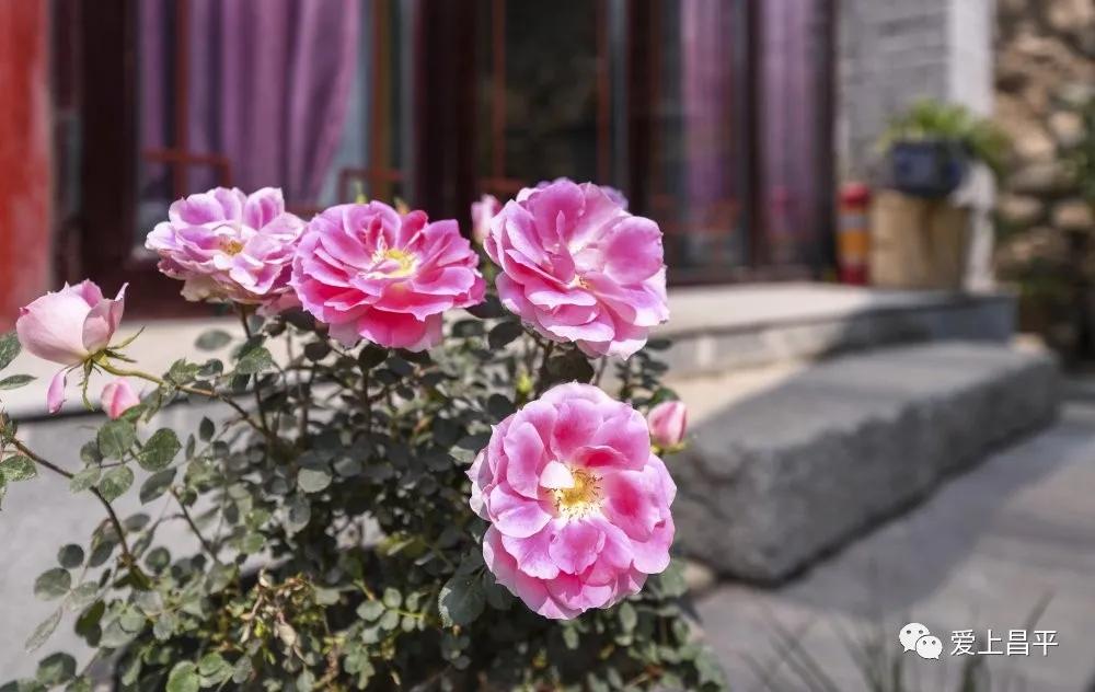 昌平民宿独立小院20人,昌平民宿小院2人情侣