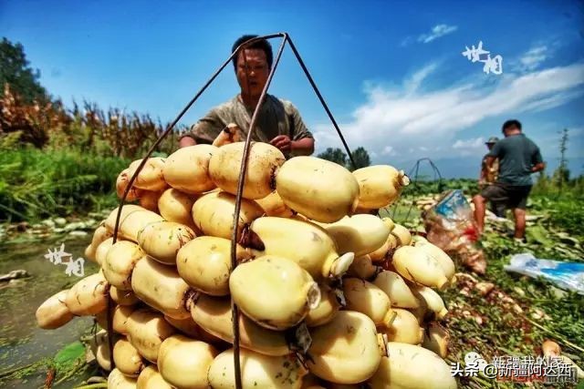 疆优质特产,盘点十大新疆的特产