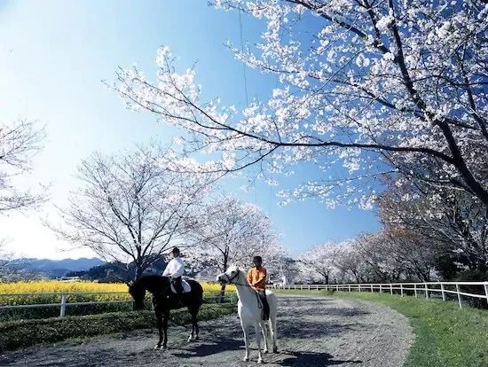 2020东京奥运会具体时间地点,2020年东京奥运会看点大盘点