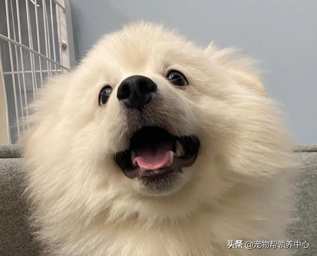 狗狗被*养送**期间患上细小，前主人却说：存活几率很小，别治了…