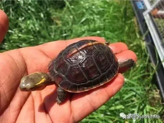 黄缘龟新手指南,怎么挑选黄缘龟