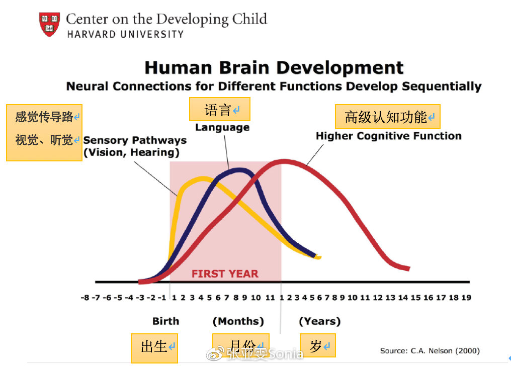 早期教育有助于儿童大脑发育,儿童早期大脑发育培训的教育意义