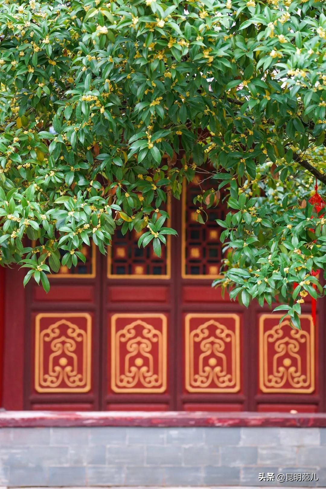 桂花落雨满园香|来黑龙潭公园感受初秋的气息