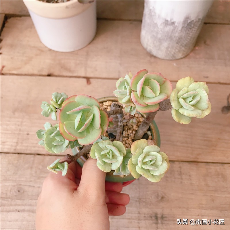 多肉回老家,多肉回爷爷家