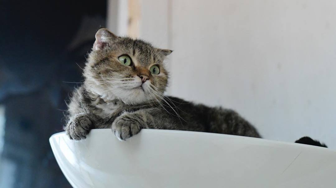 猫咪孢子虫病属于什么,猫隐孢子虫