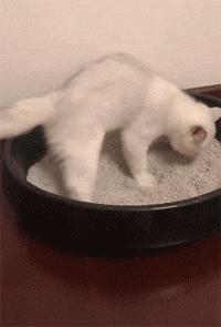 猫咪哪些表现表示过得很幸福,猫咪有哪种表现说明它很幸福