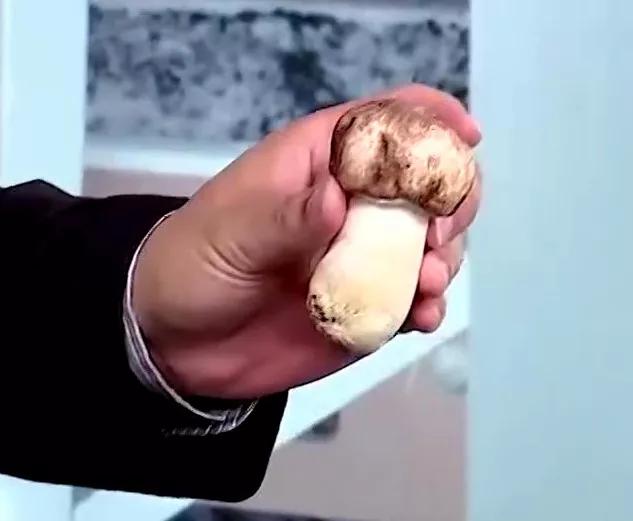 松茸菌干货的吃法,新鲜松茸菌怎么做好吃一点