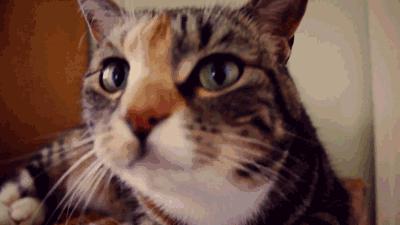 小心，猫咪露出肚皮让你撸，这其实是陷阱