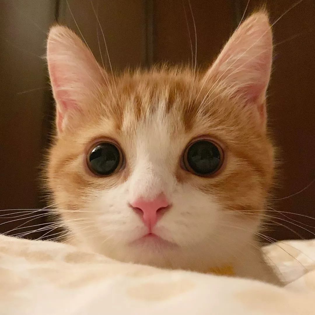 小奶猫成精睡姿萌化,一只成精的猫咪这睡姿太可怕了