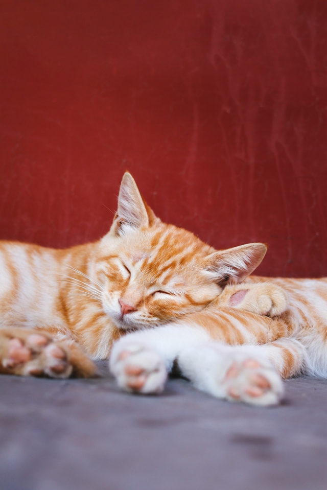 eos200d第一代拍照,eos200dii视频