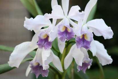 十大国花中有什么花颜色最好看,十大国花都有哪些花