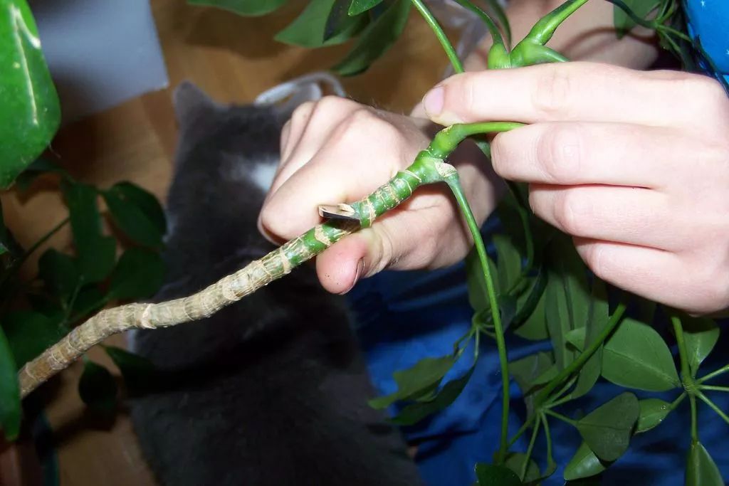 繁殖家里的木本绿植，可以尝试一下高枝压条法