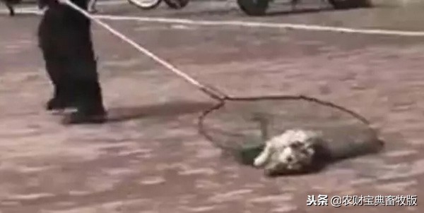 大学生宿舍养猪被发现遭通报批评,大学宿舍养猪