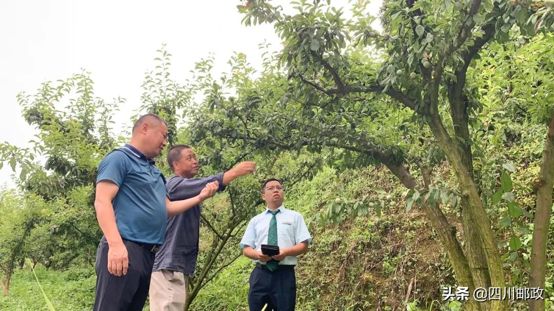 山外有山蔺州远，惠农助农“邮”办法