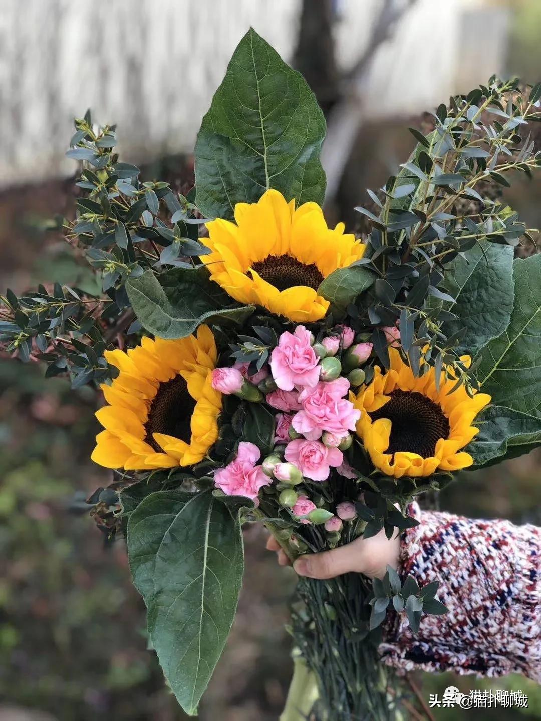 聊城最便宜的花卉批发,聊城附近的花卉市场