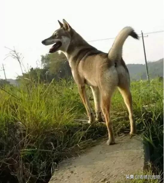 这样的中华田园犬难道你不爱吗,怎么样的才能称得上中华田园犬