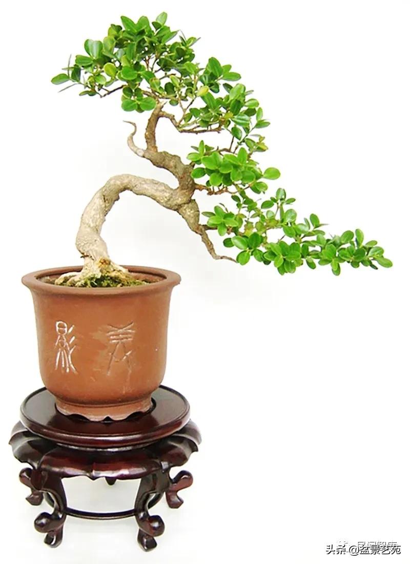 盆景黄杨,赏优美盆景