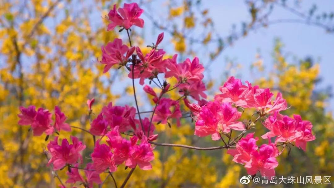 《五一青岛游攻略》.doc！快乐“青”球在这里，现在就出发！