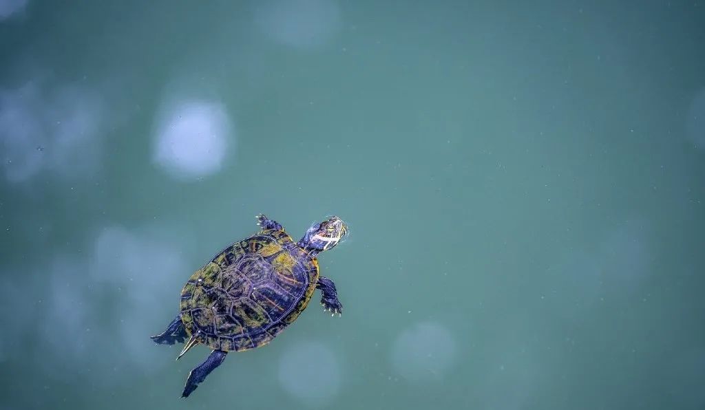 七月份的无锡,七八月份无锡旅游推荐