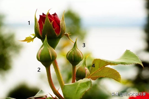 月季新手种植教程,购苗、修剪、施肥、浇水、喷药,手把手教你