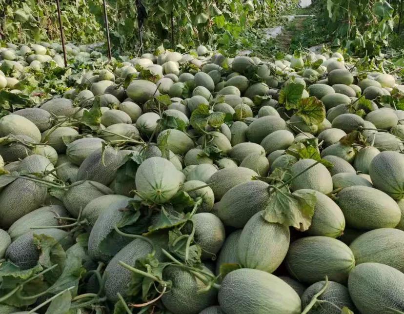 探访水果基地,海南水果王国