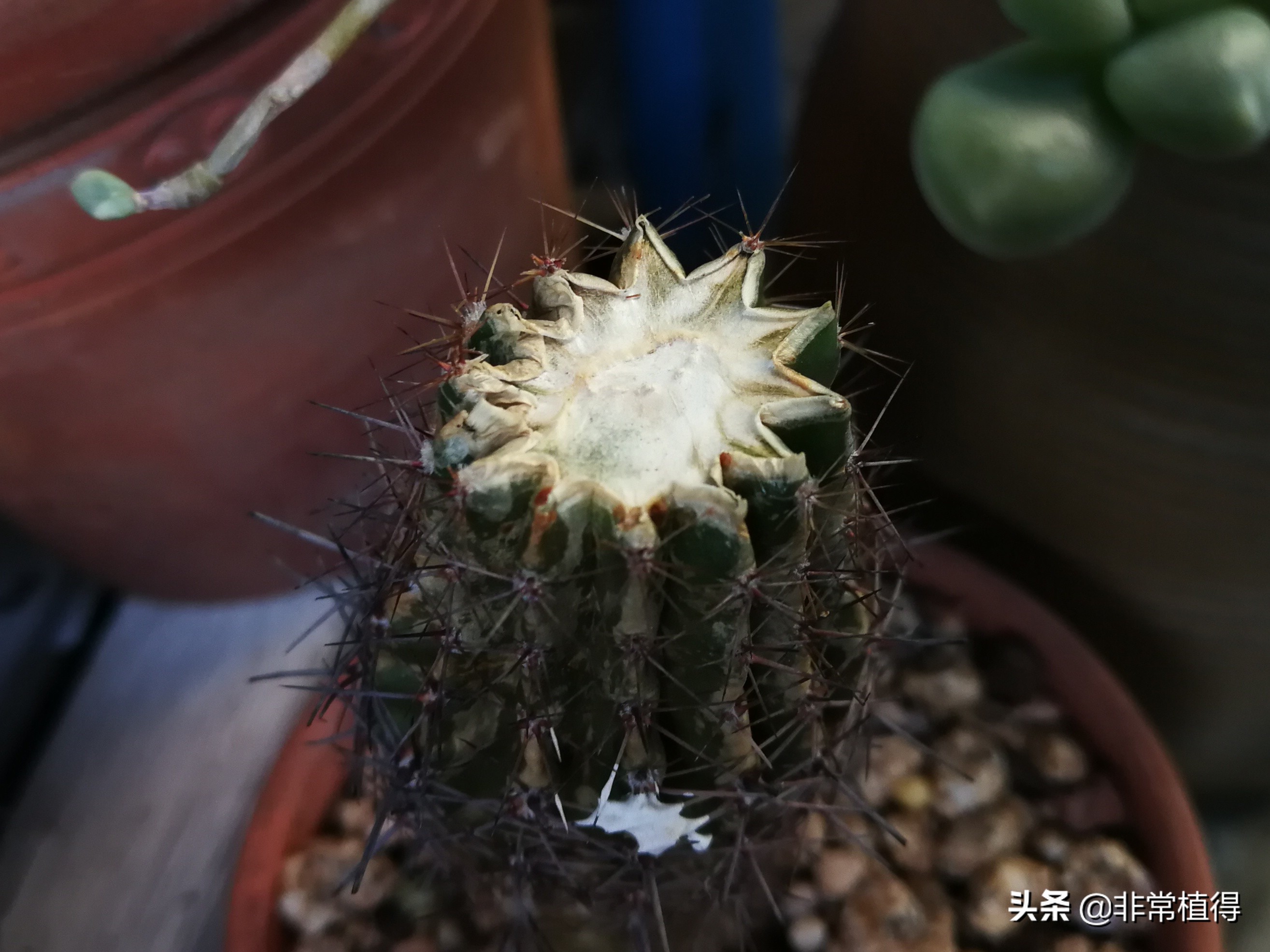 仙人球锈病用什么杀菌剂,仙人球铁锈病是什么病