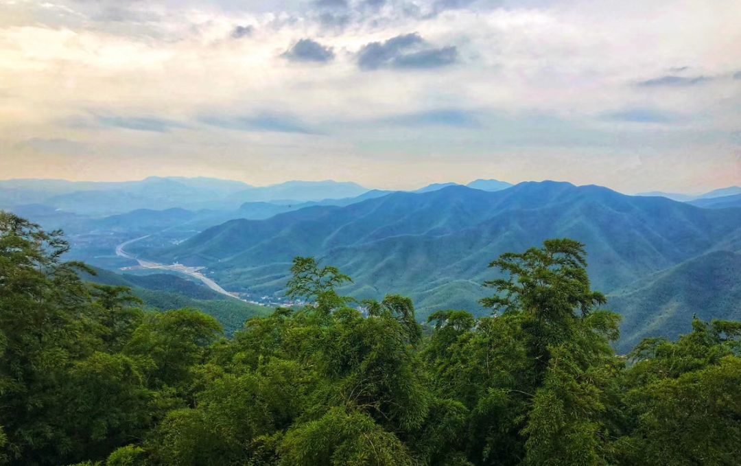 如果有来生，我要做宜兴竹海的一棵竹