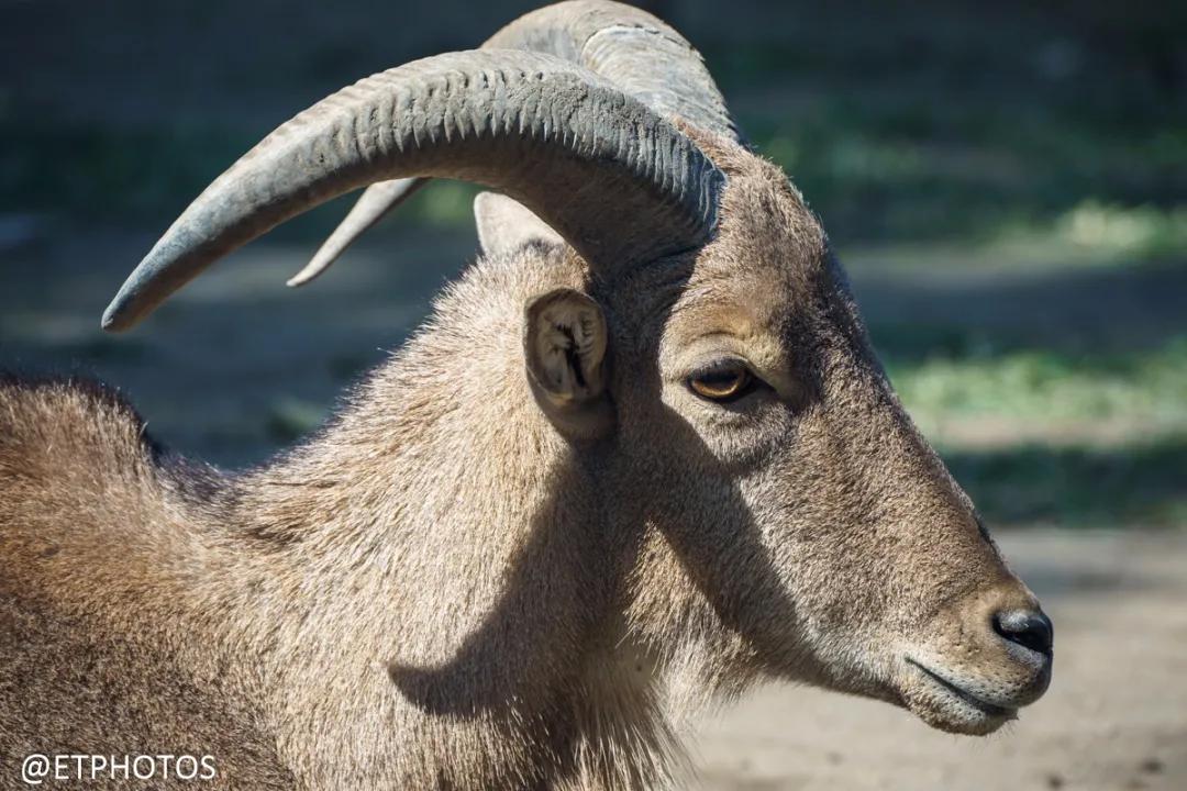 腾龙微单70-300长焦镜头,腾龙70-300是微单镜头吗