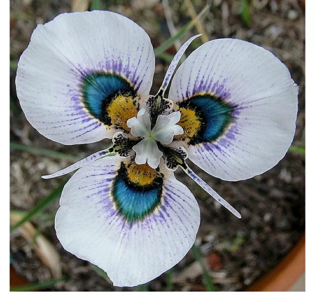 秋日私语：抬头一笑百媚生，美不惊人死不休的造型奇花