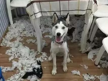 都说哈士奇不能当警犬，但有民警偏要试一试